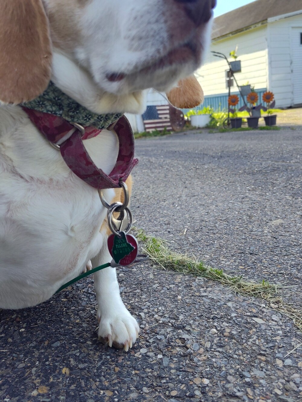 Dog Bandana. Handsewn With Elastic To Fit Over Dog's Head. Custom Colors - Picture 8 of 8